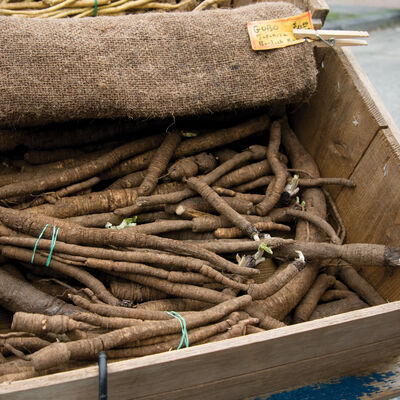 Chiko Burdock