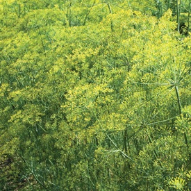 Dill