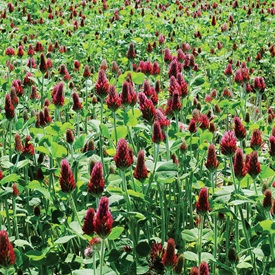 Legumes