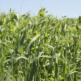 Cover Crop Mixes