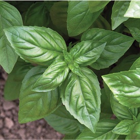 Basil