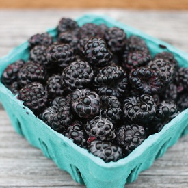 Jewel Organic Black Raspberry Plants