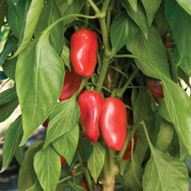 Peppers