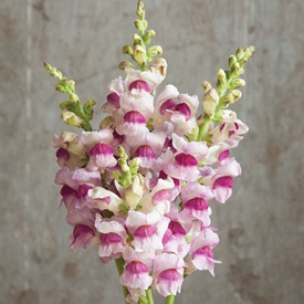 Snapdragons