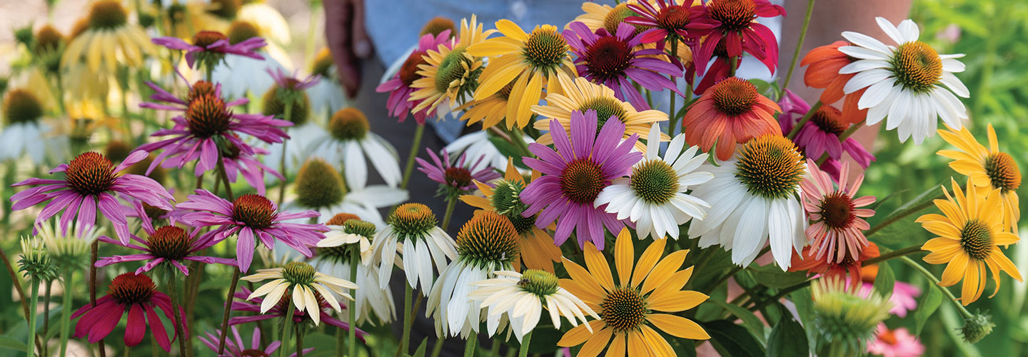 Perennial Flowers
