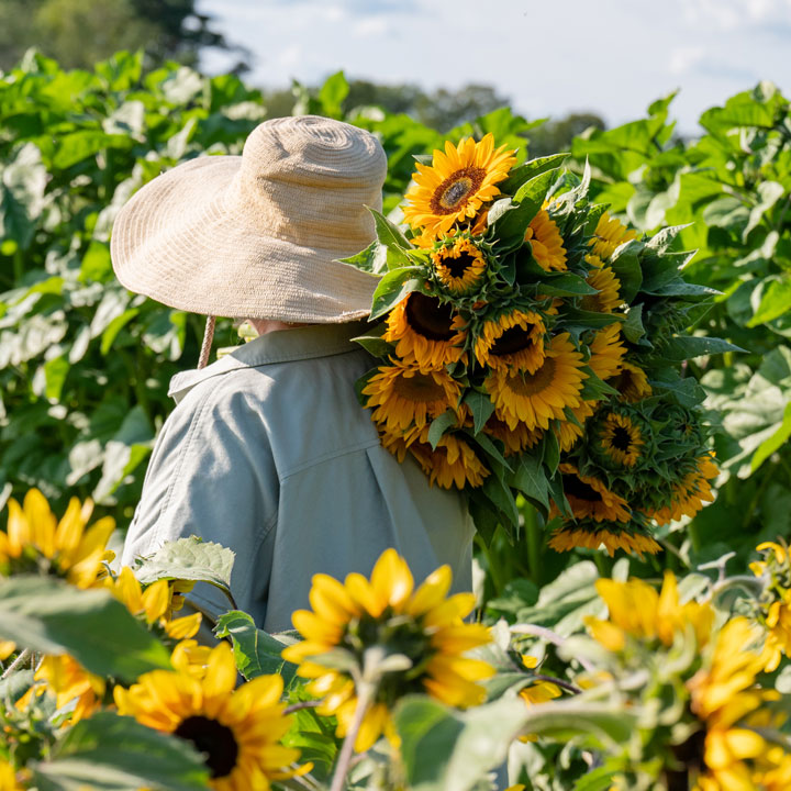 Sunflowers