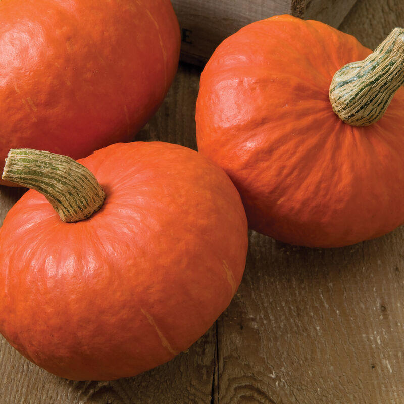 Squash