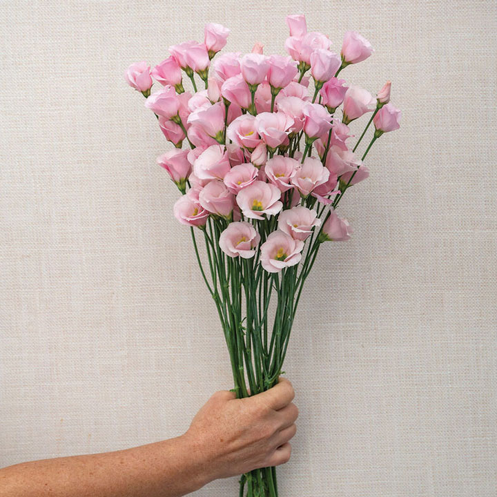 Viviana&trade; Pink